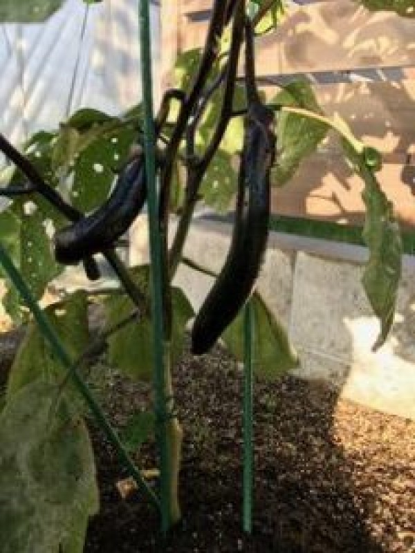 自家製野菜と電気自動車と我が息子