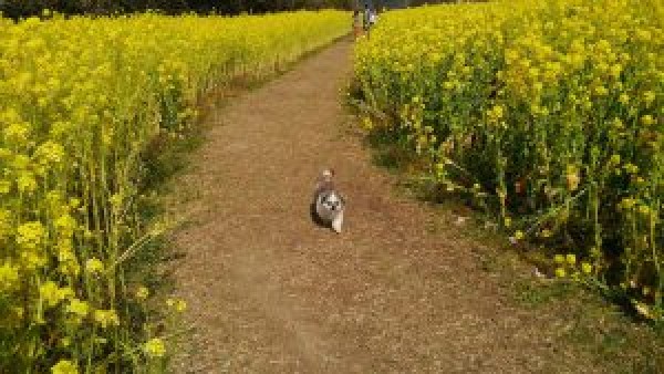 花粉から逃れて。