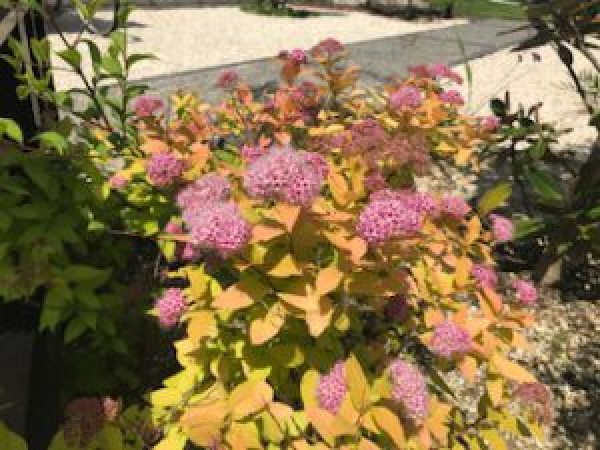 新たな仲間入り